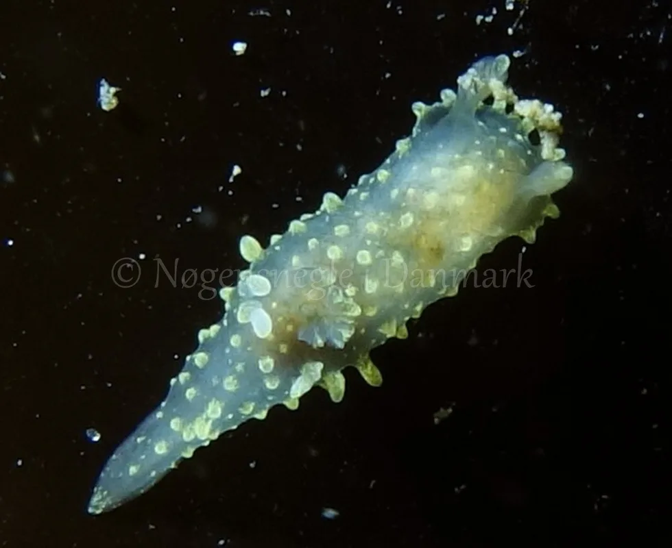 Foto: Mogens Poulsen ....... Palio dubia -- www.nudibranchia.dk