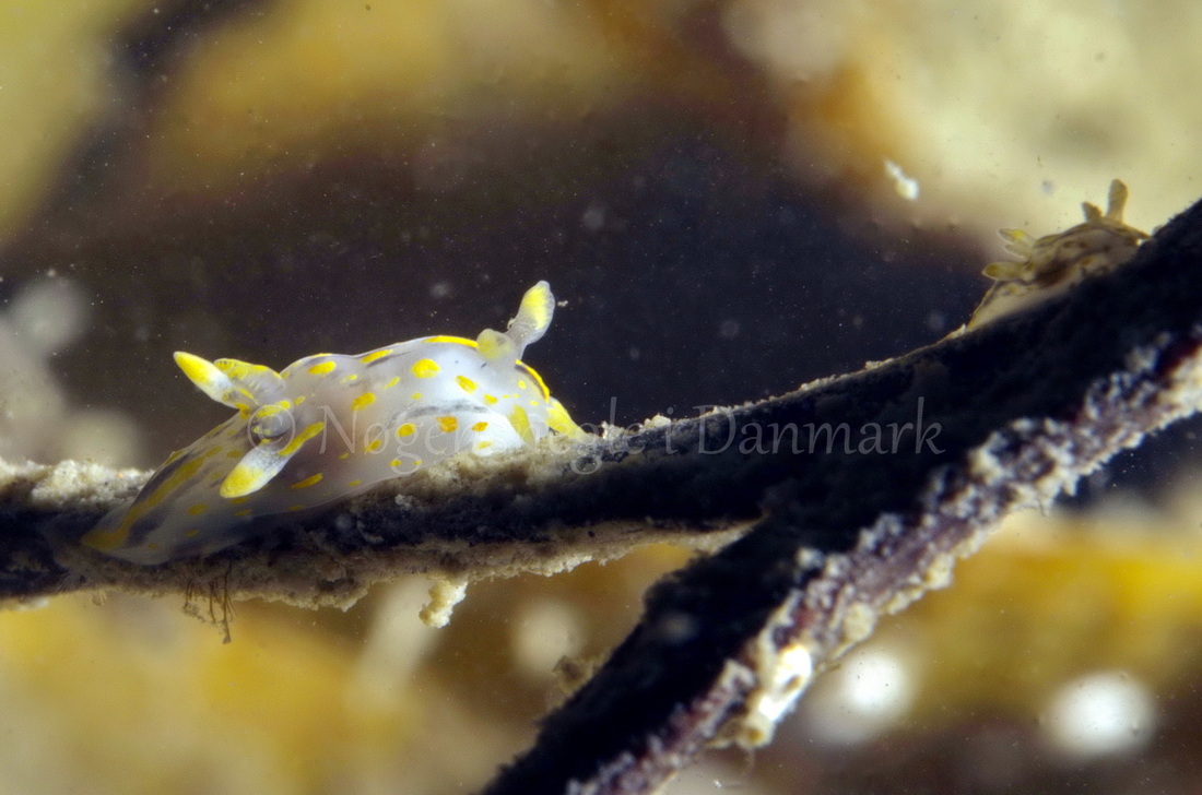 Foto: Jørn Ari....... Polycera quadrilineata -- www.nudibranchia.dk