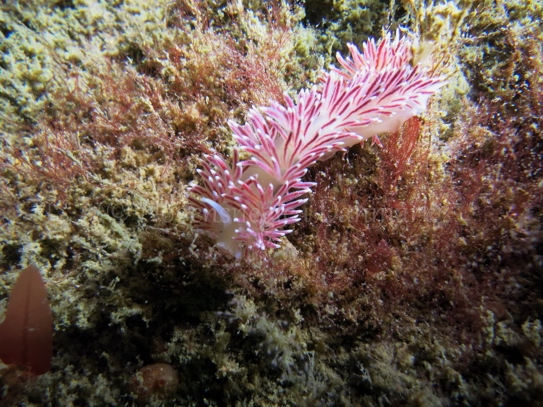 Foto: Emil Vesterager ....... Flabellina pellucida -- www.nudibranchia.dk
