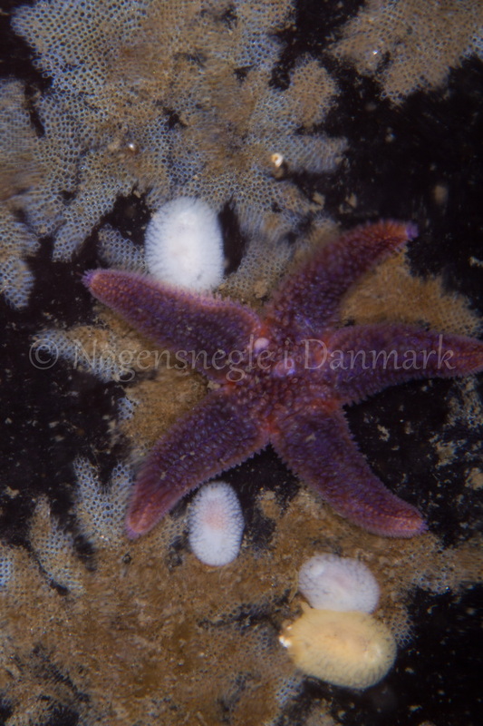 Foto: Poul Erik Rasmussen ....... Onchidoris muricata-- www.nudibranchia.dk