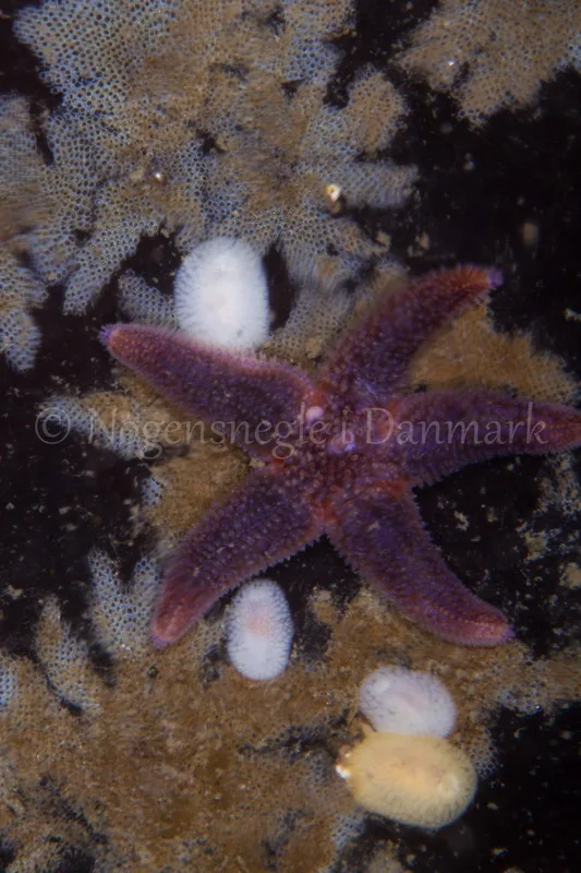 Foto: Poul Erik Rasmussen ....... Onchidoris muricata-- www.nudibranchia.dk