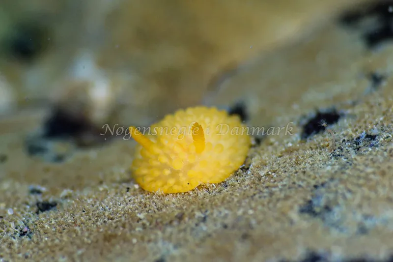 Onchidoris muricata - Ammoniakhavnen - Foto: Annette Jørgensen