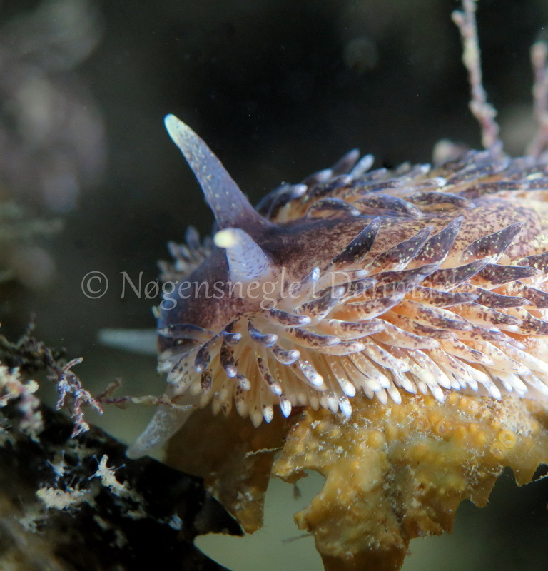 Foto: Dan Holm ....... Aeolidia papillosa -- www.nudibranchia.dk