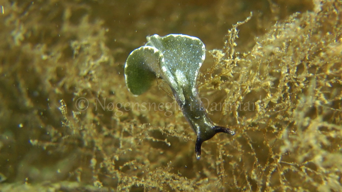 Foto: Thomas Blume ....... Elysia viridis -- www.nudibranchia.dk