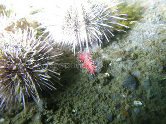 Foto: Emil Vesterager ....... Flabellina pellucida --- www.nudibranchia.dk