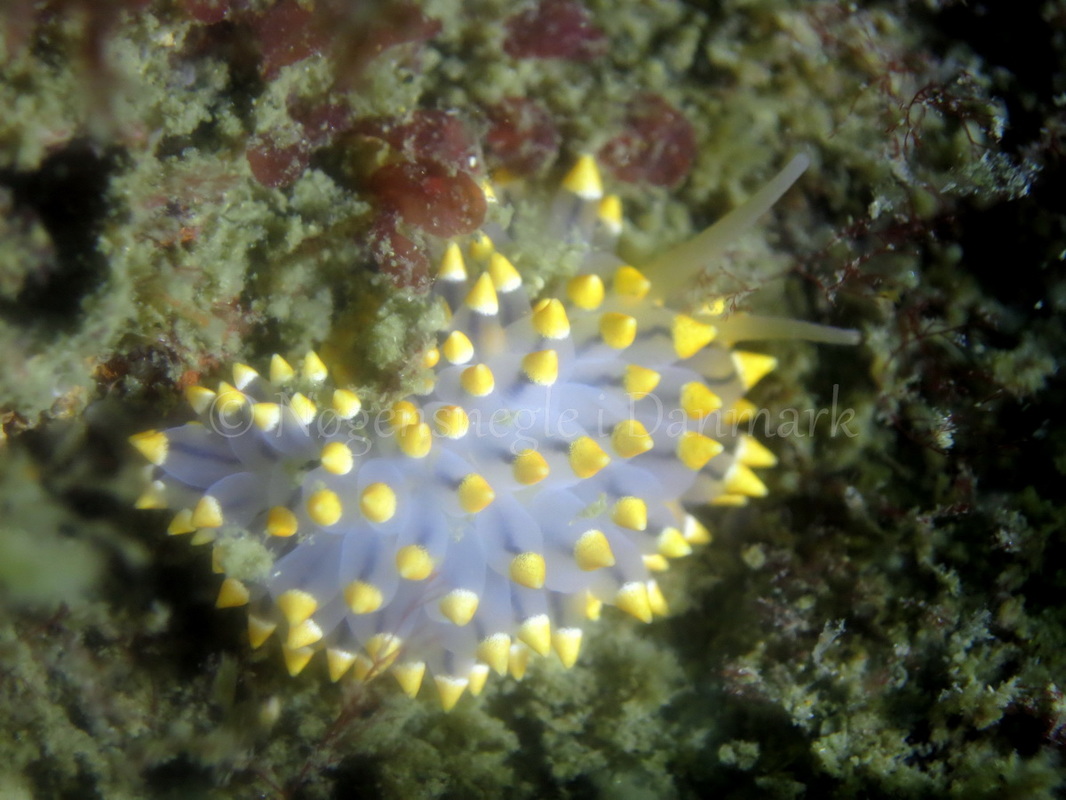 Foto: Dan Holm ....... Eubranchus tricolore -- www.nudibranchia.dk