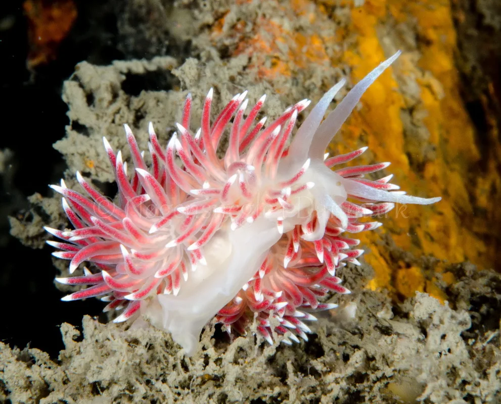 Foto: René B. Andersen ....... Flabellina pellucida -- www.nudibranchia.dk