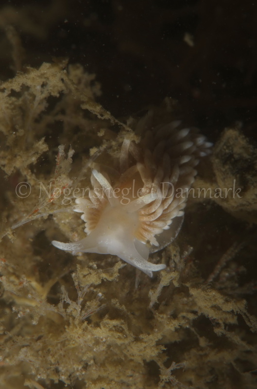 Foto: Jørn Ari ....... Aeolidiella glauca  -- www.nudibranchia.dk
