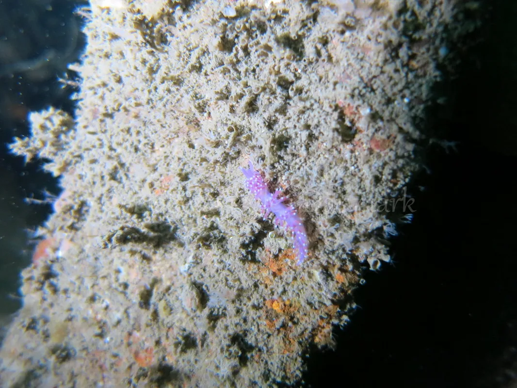 Foto: Emil Vesterager ....... Flabellina pedata --- www.nudibranchia.dk
