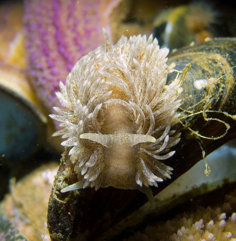 Foto: Martin Andersen....... Aeolidia papillosa -- www.nudibranchia.dk --