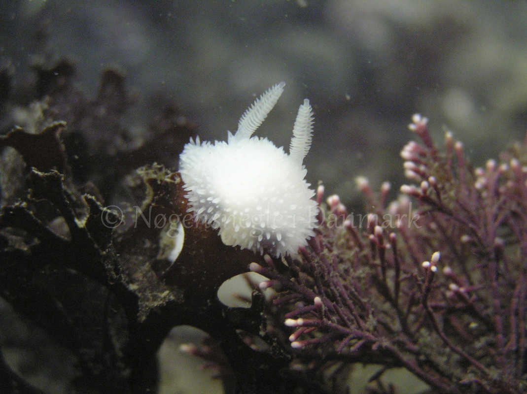Foto: Henrik Adelborg....... Acanthodoris pilosa -- www.nudibranchia.dk --