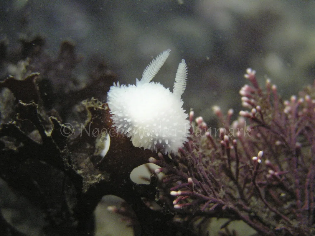 Foto: Henrik Adelborg....... Acanthodoris pilosa -- www.nudibranchia.dk --