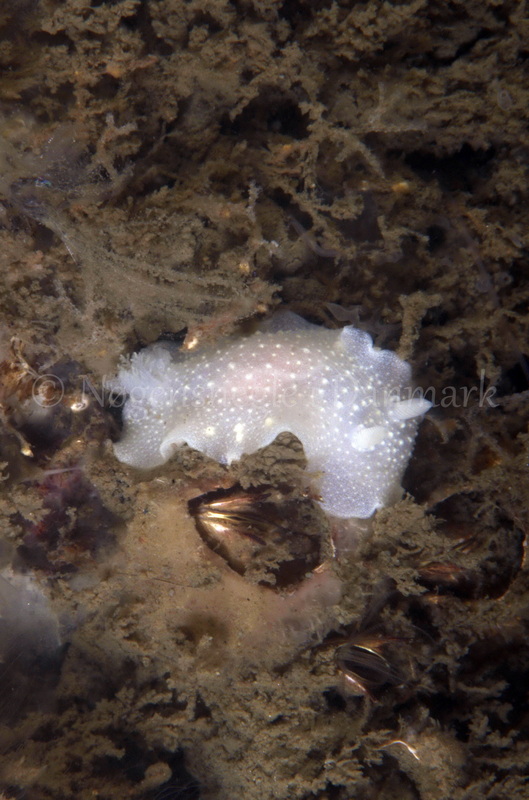 Foto: Jørn Ari ....... Cadlina laevis  -- www.nudibranchia.dk