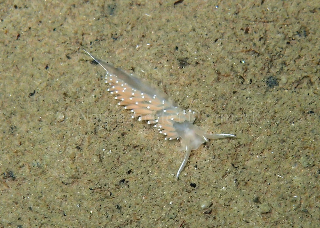 Foto: Thomas Blume ....... Flabellina nobilis - www.nudibranchia.dk - Nøgensnegle i Danmark