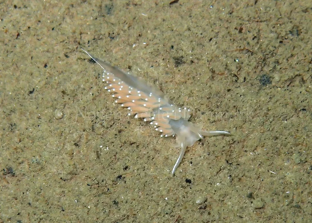 Foto: Thomas Blume ....... Flabellina nobilis - www.nudibranchia.dk - Nøgensnegle i Danmark