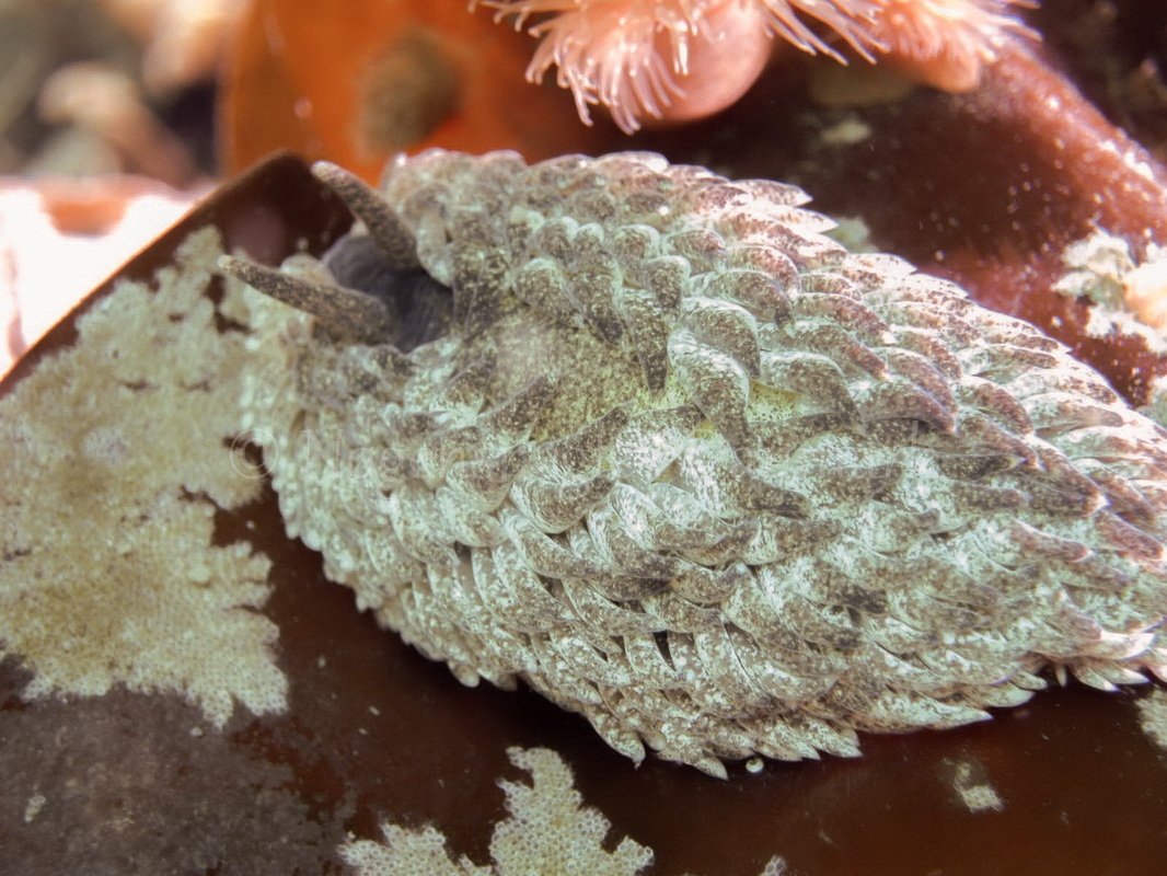 Foto: Dan Holm ....... Aeolidia papillosa -- www.nudibranchia.dk