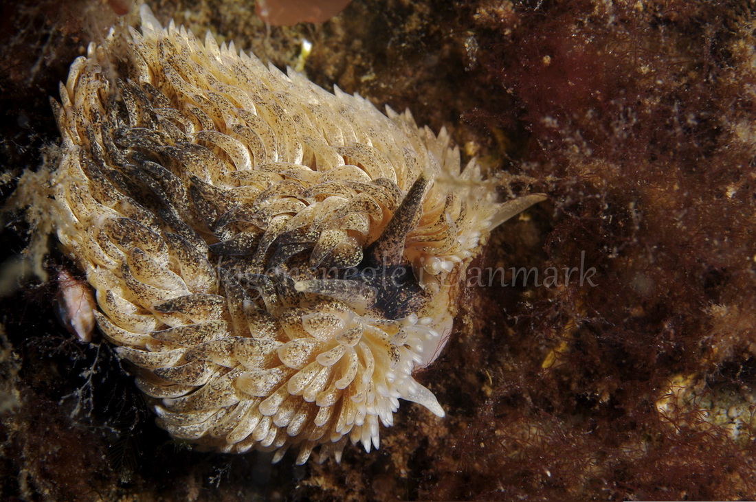 Foto: Henrik Adelborg....... Aeolidia papillosa -- www.nudibranchia.dk --