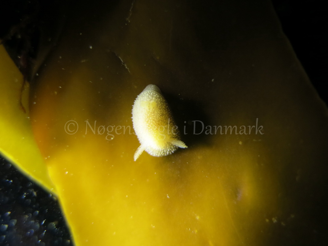 Foto: Emil Vesterager ....... Acanthodoris pilosa -- www.nudibranchia.dk