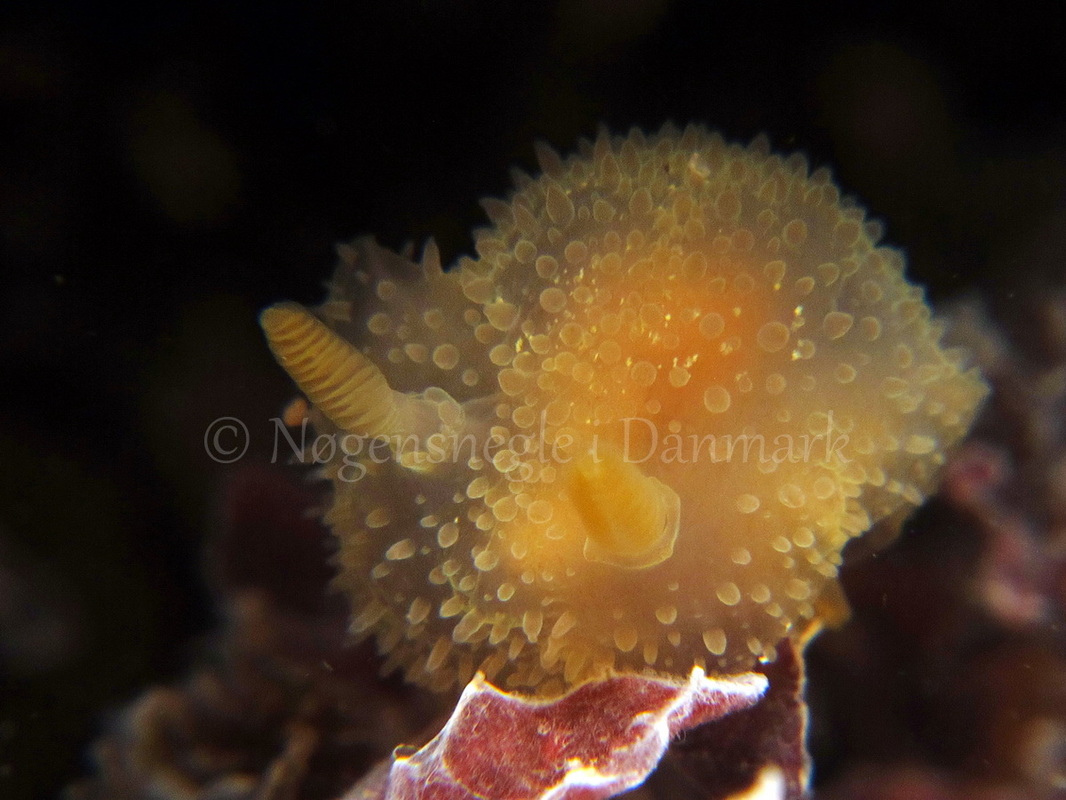 Foto: Tina Malmgren ....... Acanthodoris pilosa-- www.nudibranchia.dk