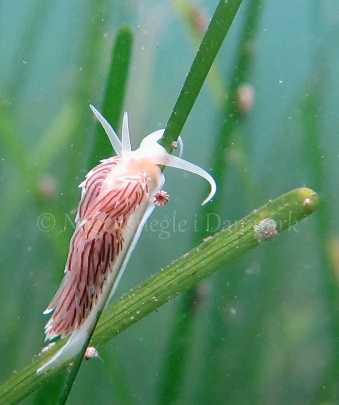 Foto: Søren Hansen ....... Facelina sp. - www.nudibranchia.dk - Nøgensnegle i Danmark