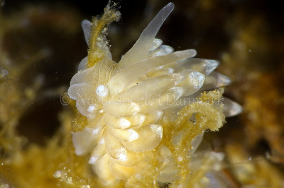 Foto: Jørn Ari ....... Eubranchus sp -- www.nudibranchia.dk