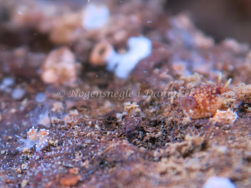 Coryphella verrucosa rufibranchialis - Lyngsbo Strand - Foto: HP Ølgaard