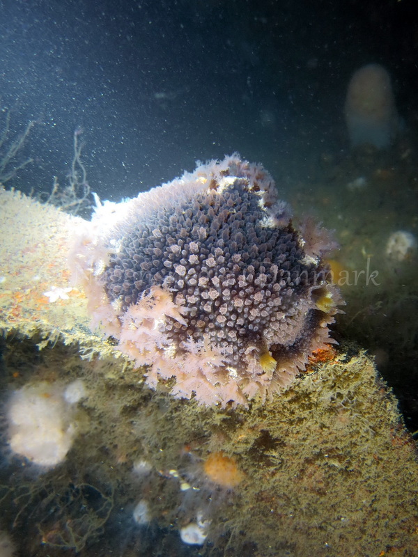 Foto: Emil Vesterager ....... Tritonia hombergi -- www.nudibranchia.dk