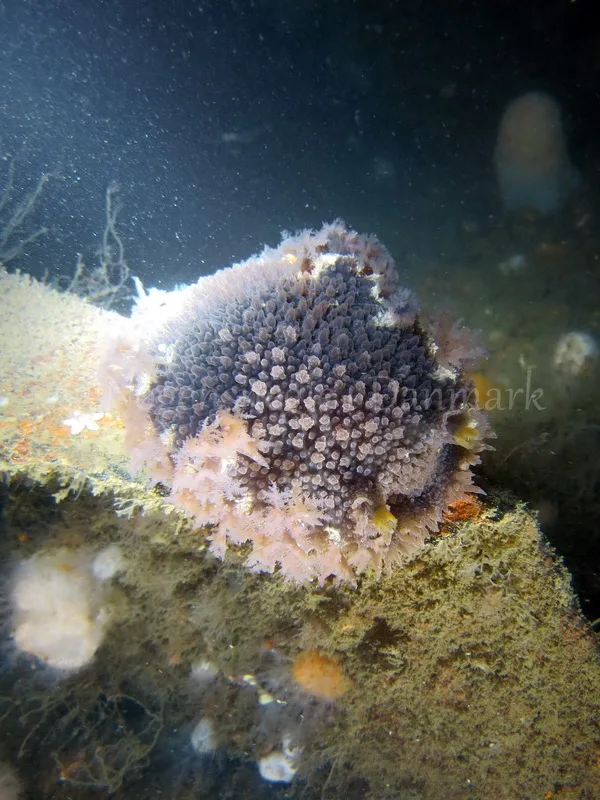 Foto: Emil Vesterager ....... Tritonia hombergi -- www.nudibranchia.dk