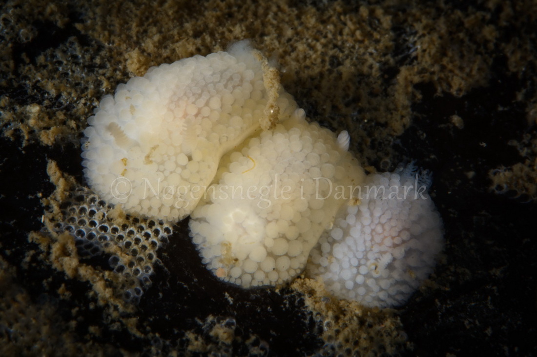 Foto: Peter Schou Kaiser ....... Onchidoris muricata -- www.nudibranchia.dk