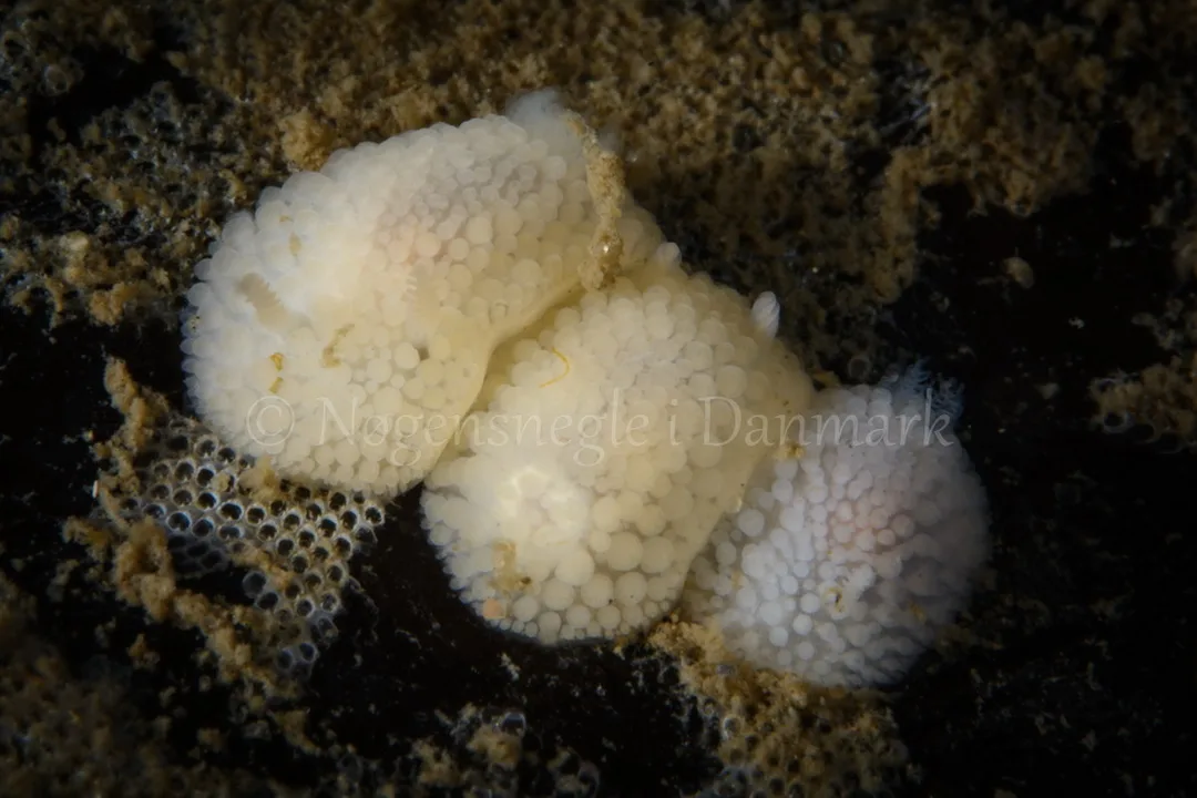 Foto: Peter Schou Kaiser ....... Onchidoris muricata -- www.nudibranchia.dk