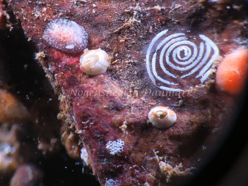 Acanthodoris pilosa - Lyngsbo Strand - Foto: HP Ølgaard