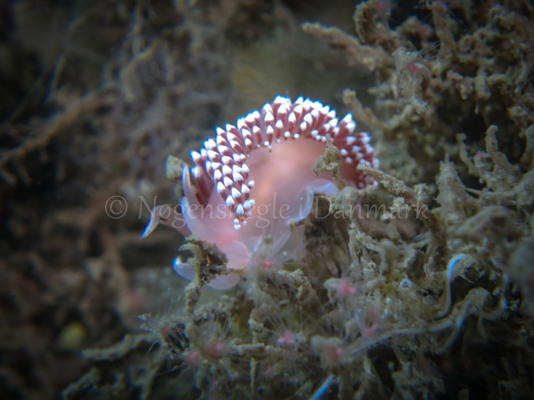 Foto: Claus Neupart ....... Flabellina verrucosa -- www.nudibranchia.dk