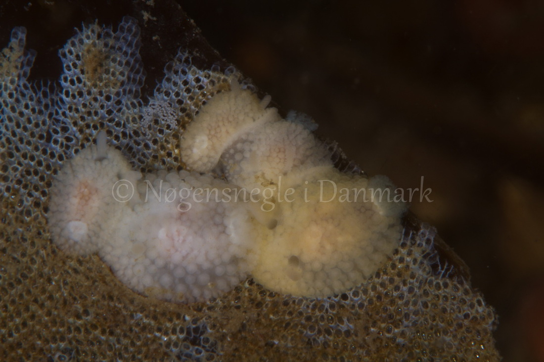 Foto: Poul Erik Rasmussen ....... Onchidoris muricata-- www.nudibranchia.dk