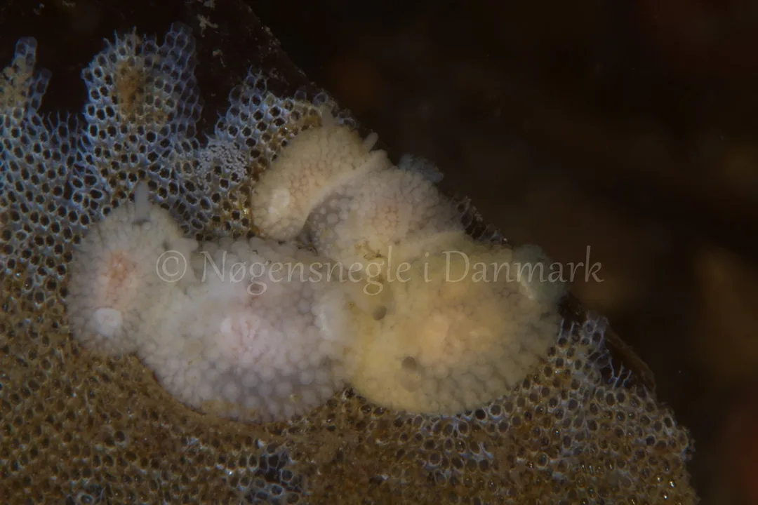 Foto: Poul Erik Rasmussen ....... Onchidoris muricata-- www.nudibranchia.dk