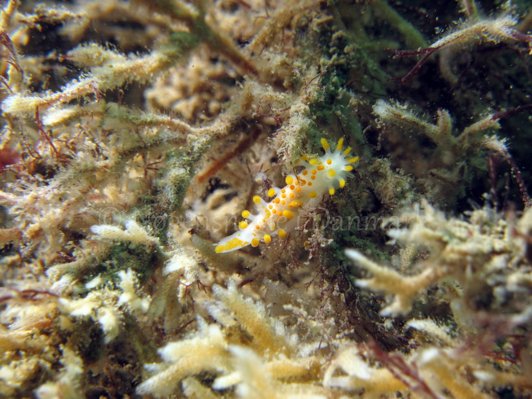 Foto: Ib Sørensen ....... Limacia clavigera  -www.nudibranchia.dk - Nøgensnegle i Danmark