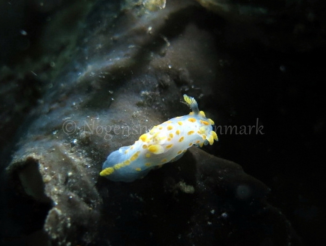 Foto: Dan Holm ....... Polycera quadrilineata -- www.nudibranchia.dk
