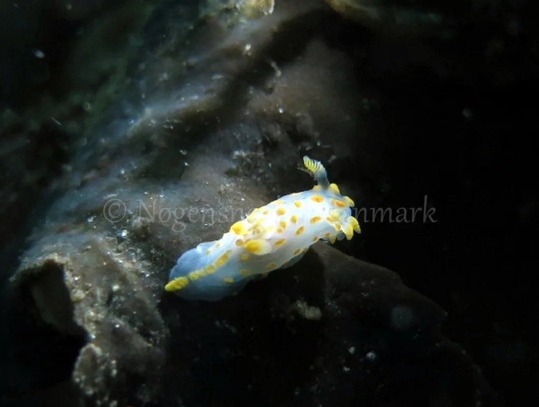 Foto: Dan Holm ....... Polycera quadrilineata -- www.nudibranchia.dk