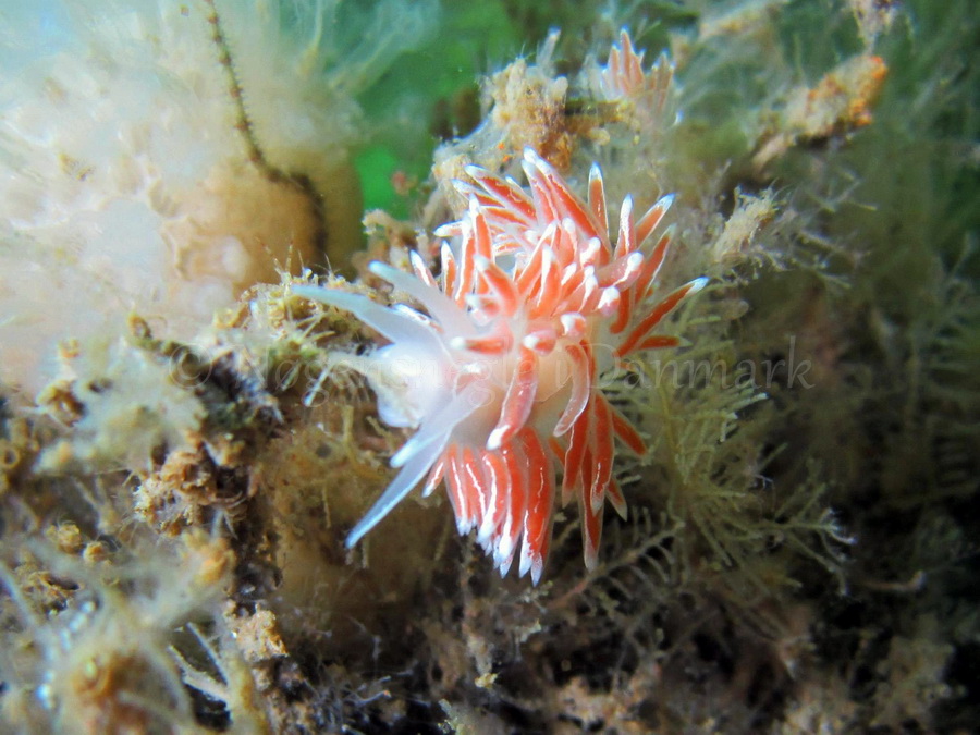 Foto: Claus Neupart ....... Flabellina lineata - www.nudibranchia.dk - Nøgensnegle i Danmark