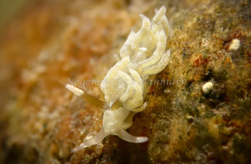 Favorinus branchialis - Lyngs Odde - Foto: AnneKatrine Frederiksen