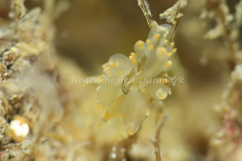 Amphorina viriola - Lyngsbo Strand - Foto: AnneKatrine Frederiksen