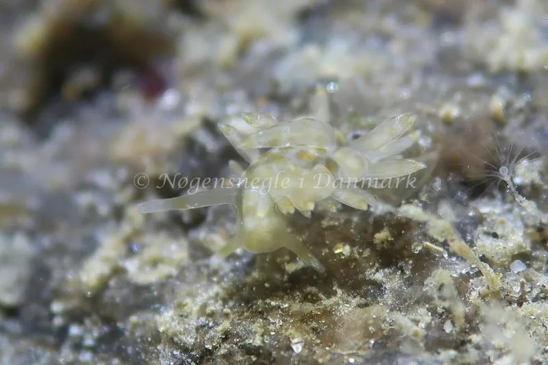 Eubranchus rupium - Lyngsbo Strand - Foto: AnneKatrine Frederiksen