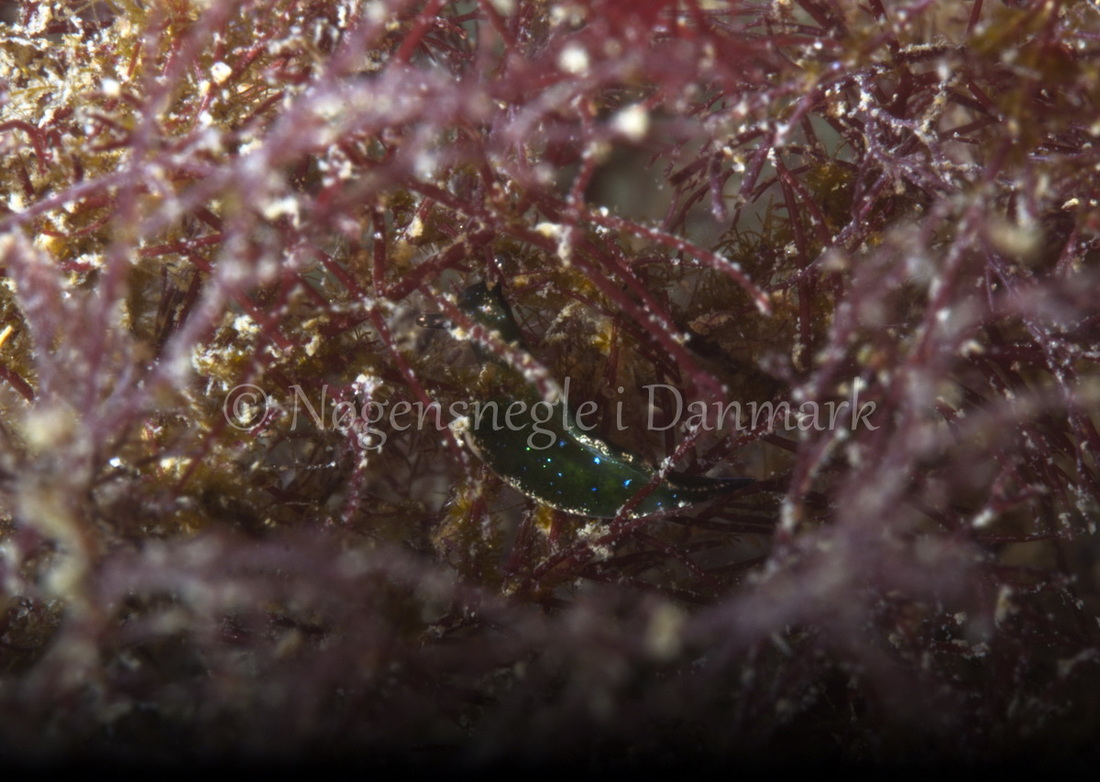 Foto: Jørn Ari ....... Elysia viridis -- www.nudibranchia.dk