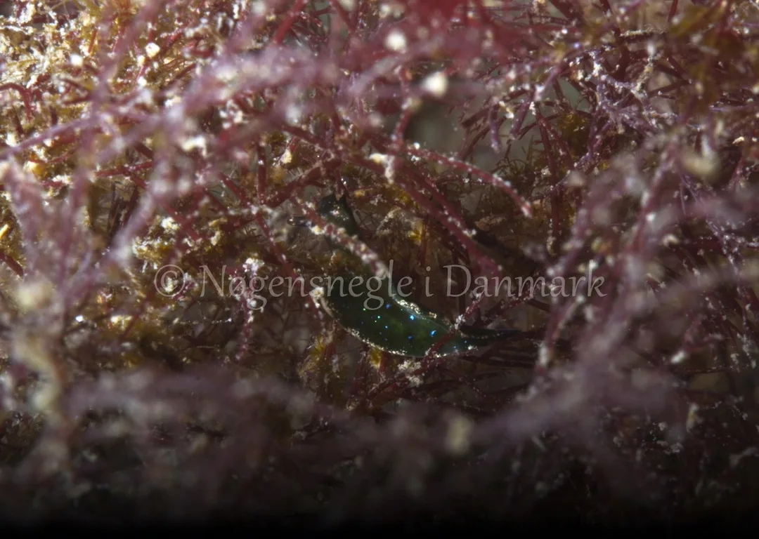 Foto: Jørn Ari ....... Elysia viridis -- www.nudibranchia.dk