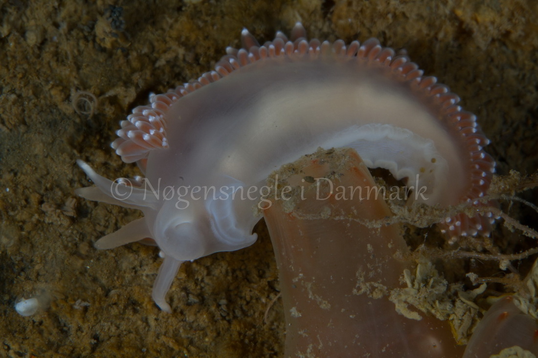 Foto: Poul Erik Rasmussen ....... Flabellina verrucosa -- www.nudibranchia.dk