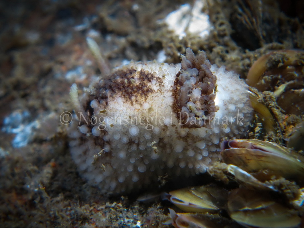 Foto: Claus Neupart ....... Onchidoris bilamellata -- www.nudibranchia.dk