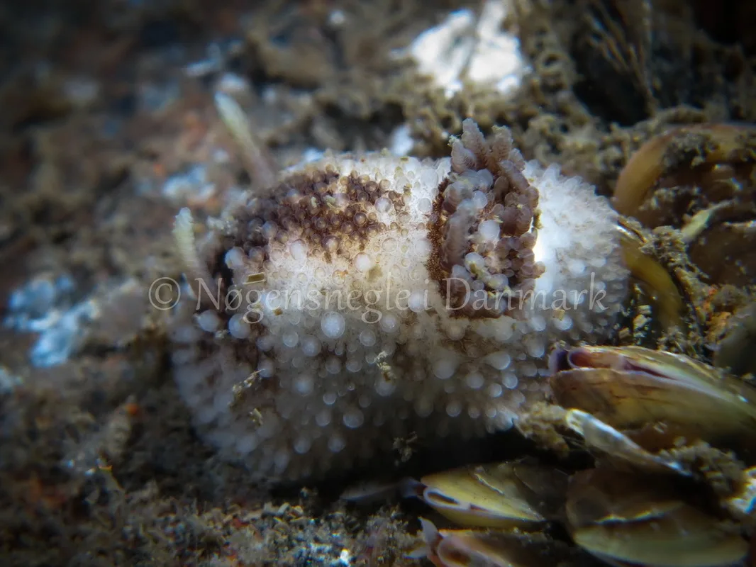 Foto: Claus Neupart ....... Onchidoris bilamellata -- www.nudibranchia.dk