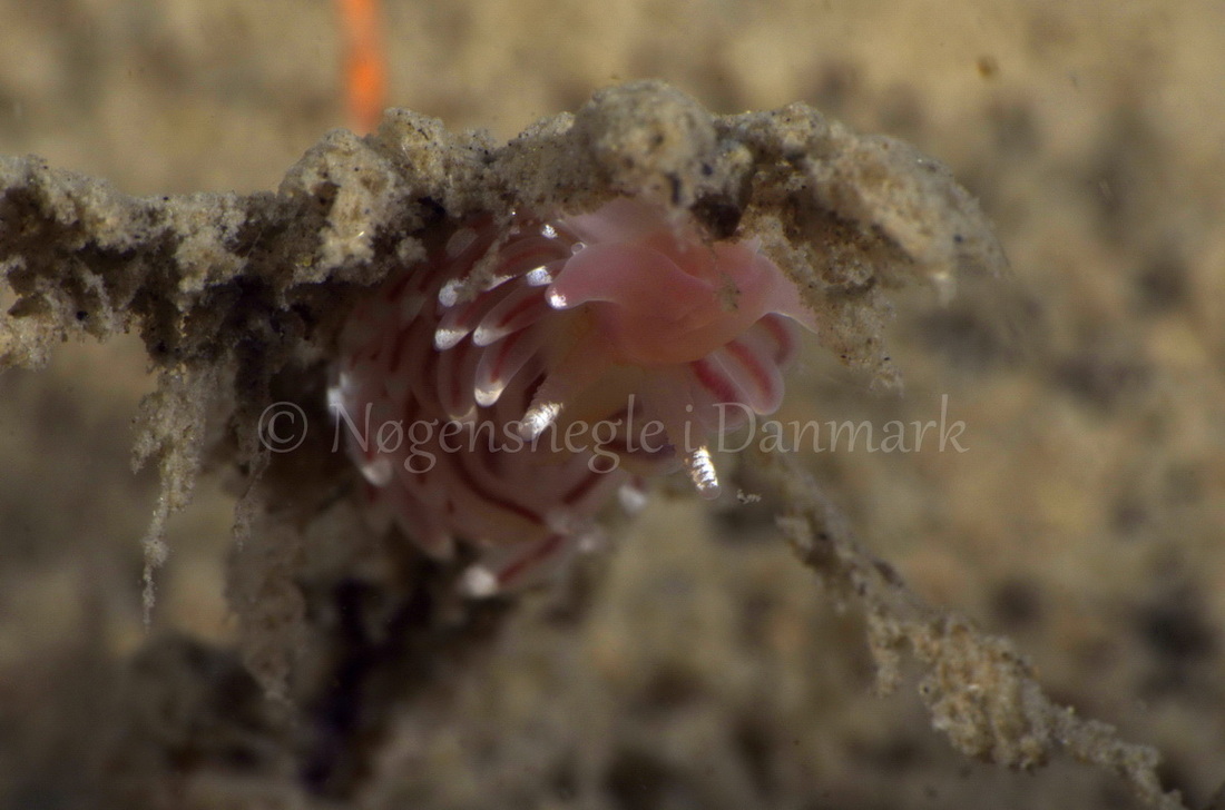 Foto: Jørn Ari ....... Facelina bostoniensis -- www.nudibranchia.dk