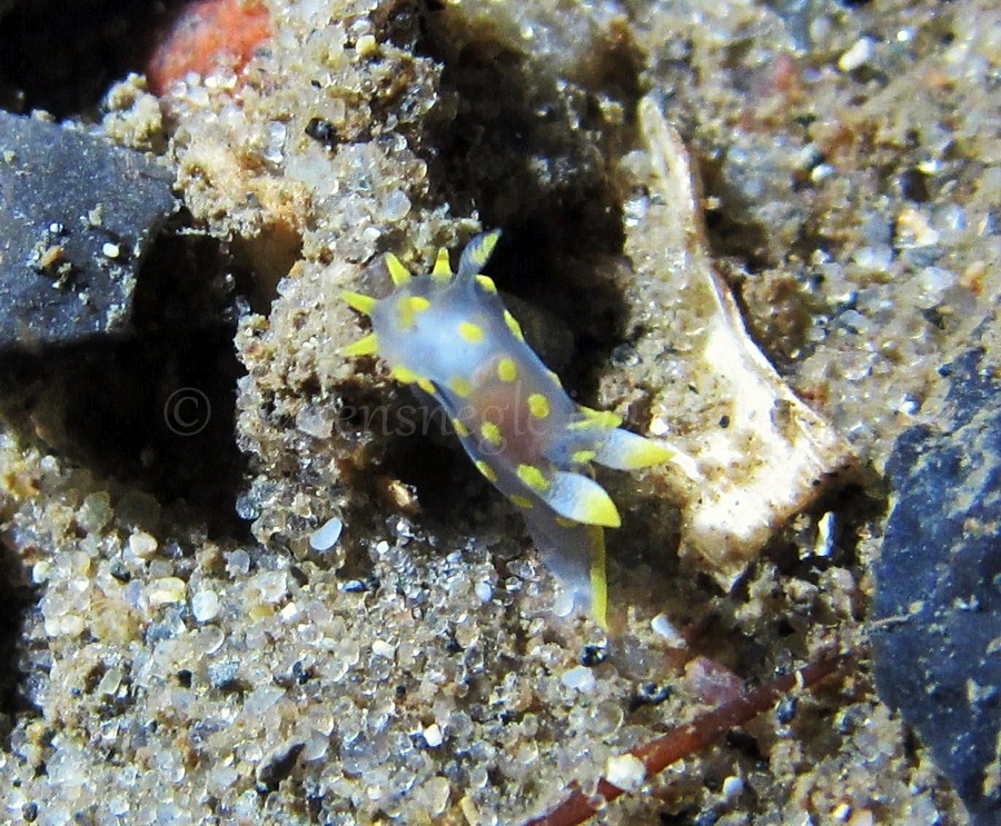 Foto: Claus Neupart ....... Polycera quadrilineata - www.nudibranchia.dk - Nøgensnegle i Danmark