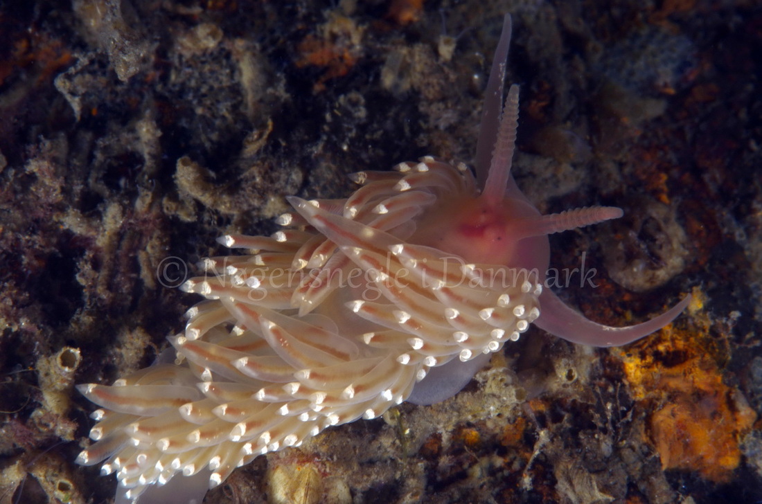 Foto: Jørn Ari....... Facelina bostoniensis -- www.nudibranchia.dk