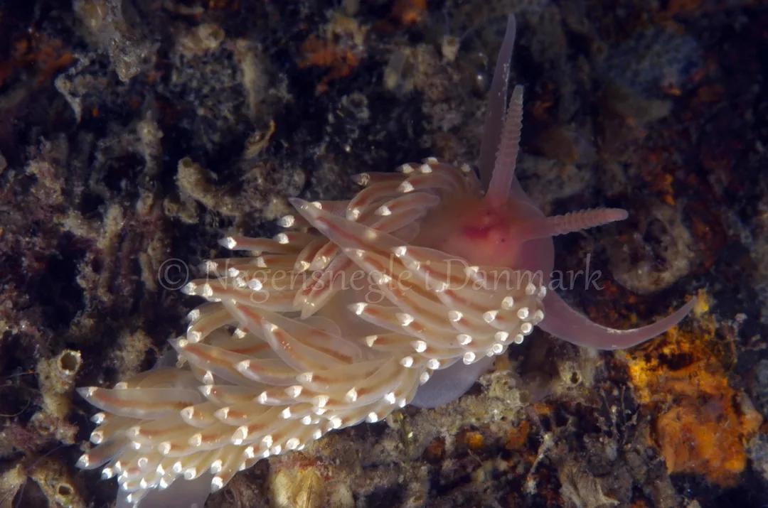Foto: Jørn Ari....... Facelina bostoniensis -- www.nudibranchia.dk